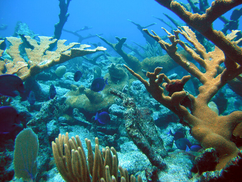 Coral Reef with Fish — Blue, Serene, Photograph, Rocks