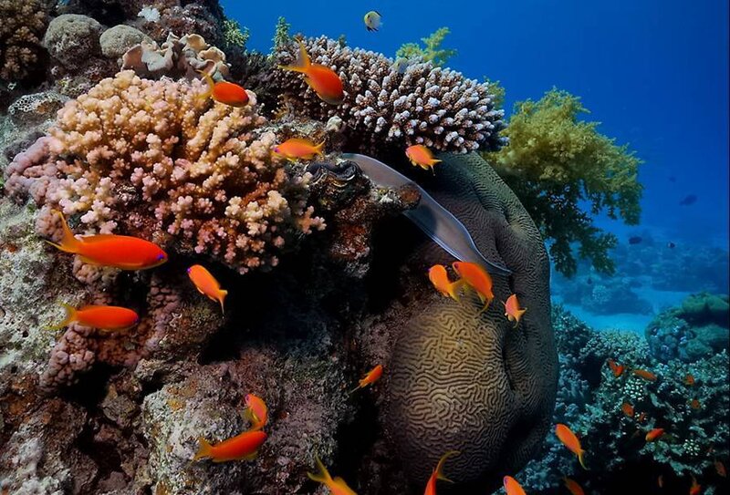 Coral Reef with Fish — Blue, Serene, Photograph, Sea Anemone