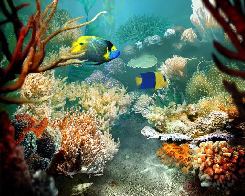 Coral Reef with Fish — Blue, Serene, Photograph, Seaweed