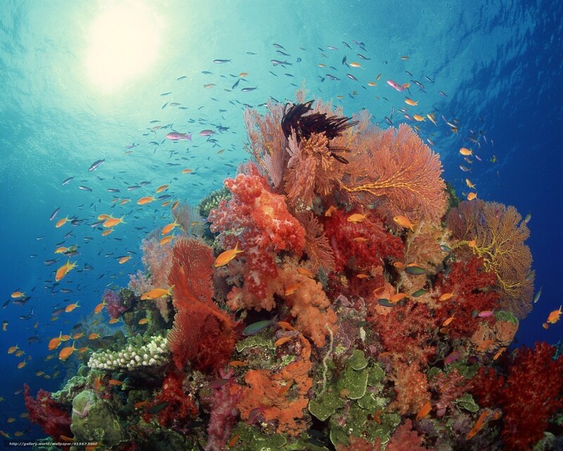 Coral Reef with Fish — Blue, Serene, Photograph, Sunlight