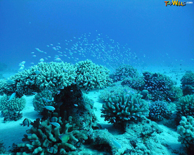 Coral Reef with Fish — Blue, Serene, Photograph