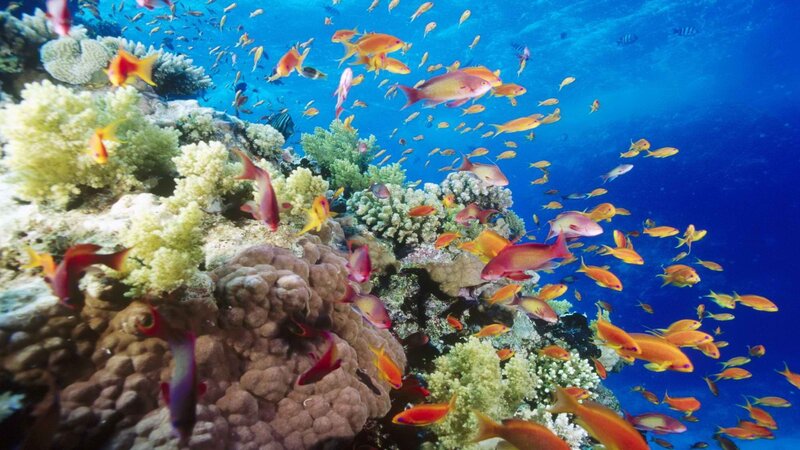 Coral Reef with Fish — Blue, Vibrant, Afternoon, Photograph, Ocean