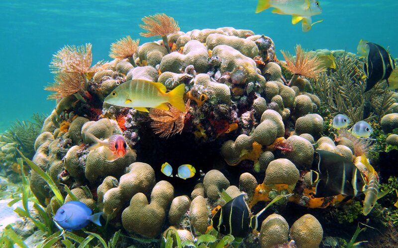 Coral Reef with Fish — Blue, Vibrant, Afternoon, Photograph, Seaweed