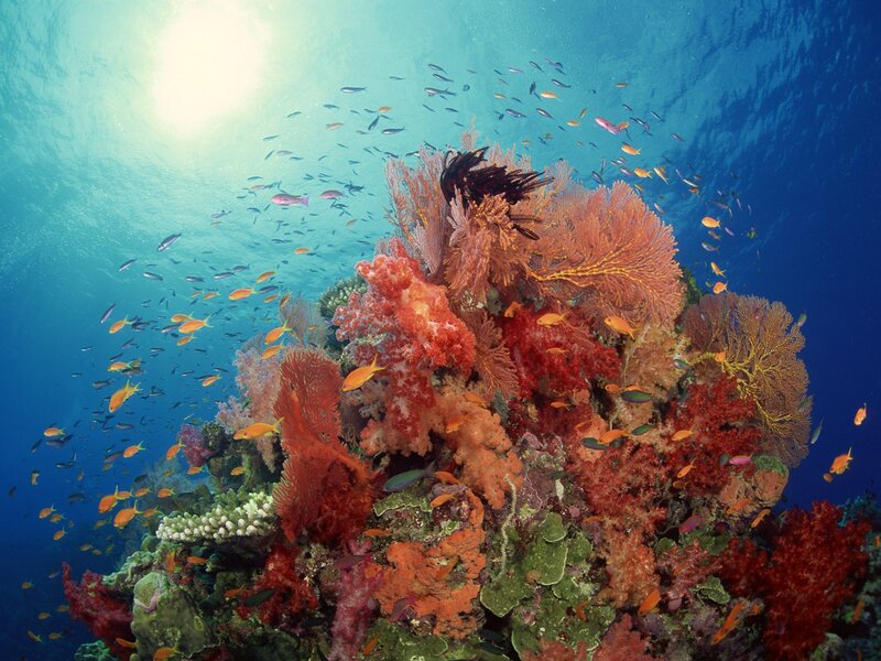 Coral Reef with Fish — Blue, Vibrant, Afternoon