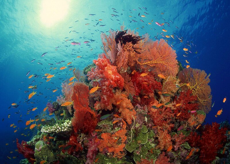 Coral Reef with Fish — Blue, Vibrant, Photograph, Corals
