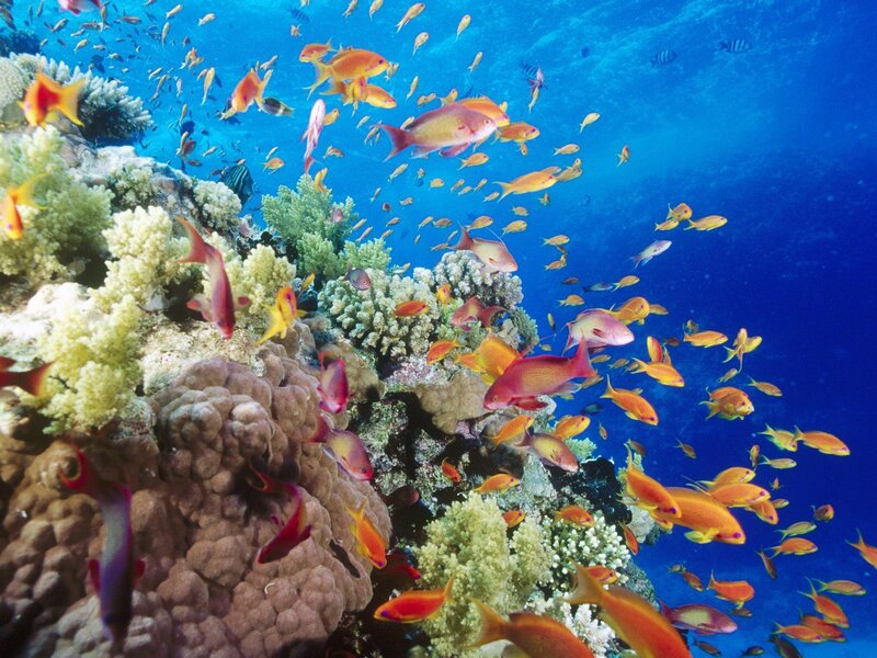 Coral Reef with Fish — Blue, Vibrant, Photograph, Ocean, Orange, Yellow