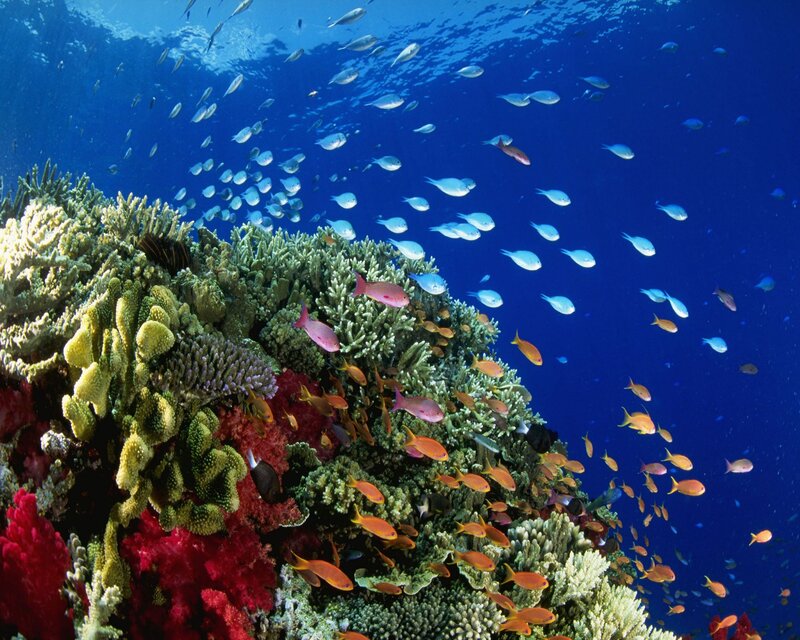 Coral Reef with Fish — Blue, Vibrant, Photograph, Ocean