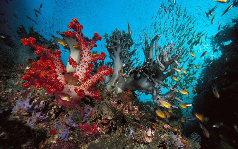 Coral Reef with Fish — Blue, Vibrant, Photograph, Sponge