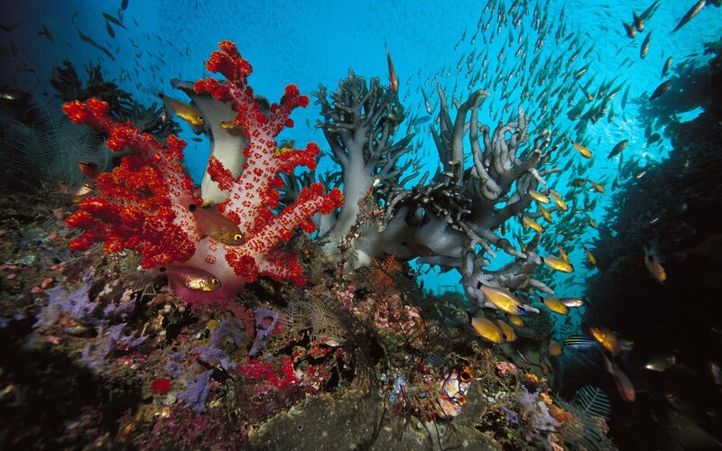 Coral Reef with Fish — Blue, Vibrant, Photograph, Sponges, Seaweed