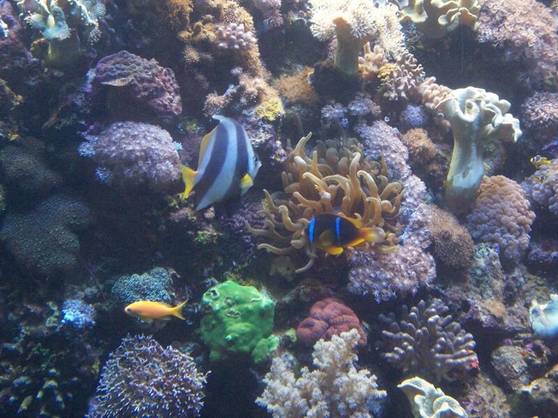 Coral Reef with Fish — Blue, Vibrant, Photograph