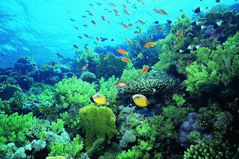 Coral Reef with Fish — Blue, Vibrant, Photograph, Underwater, Green