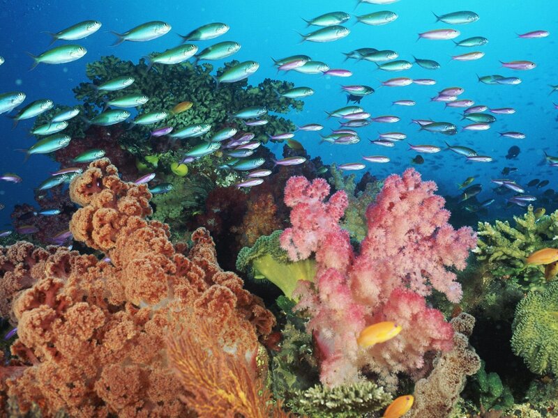 Coral Reef with Fish — Blue, Vibrant, Photograph, Underwater, Pink
