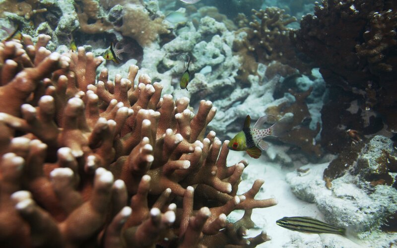 Coral Reef with Fish — Brown