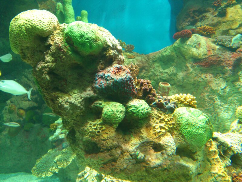 Coral Reef with Fish — Green, Calm