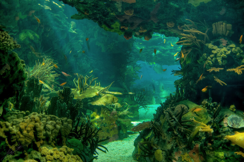 Coral Reef with Fish — Green, Serene, Photograph