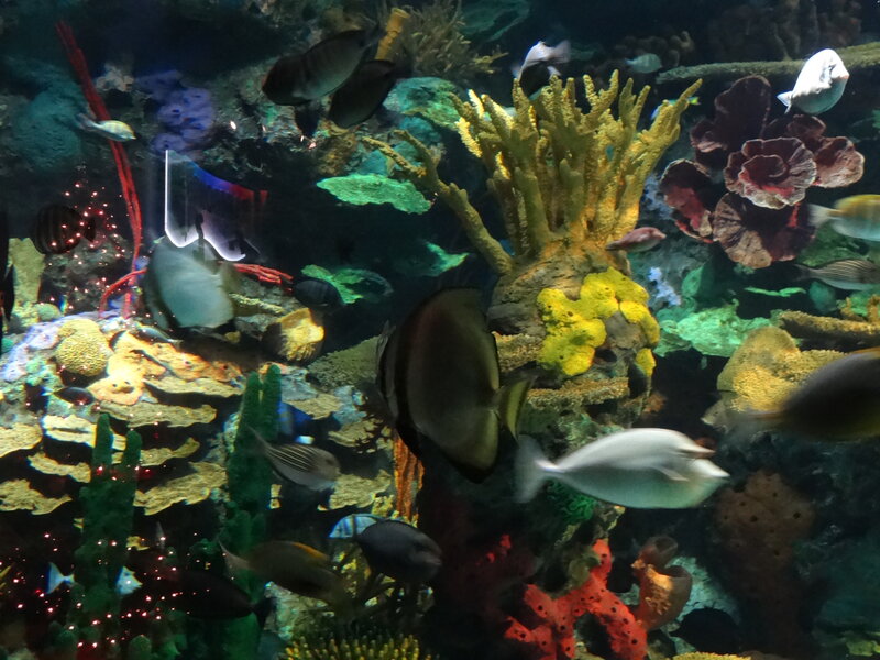 Coral Reef with Fish — Green, Vibrant