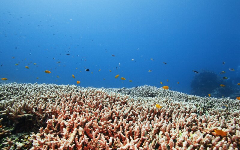 Coral Reef with Fish — Ocean