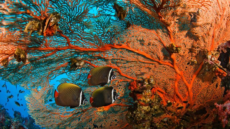 Coral Reef with Fish — Orange