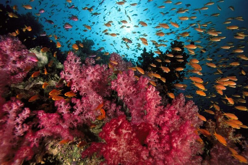 Coral Reef with Fish — Pink