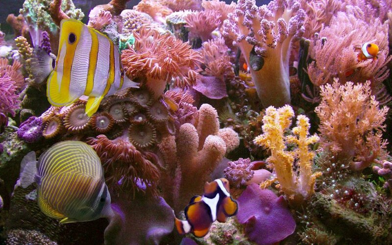 Coral Reef with Fish — Purple