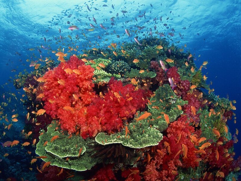 Coral Reef with Fish — Red