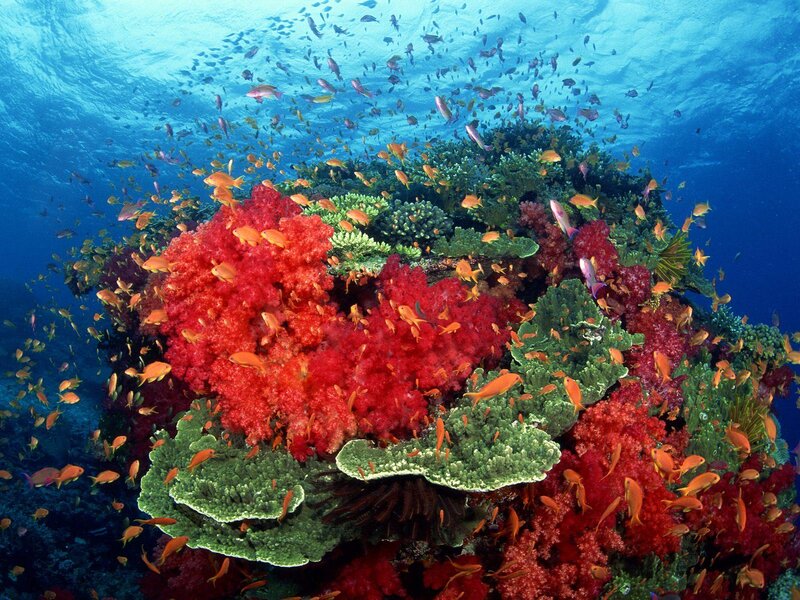 Coral Reef with Fish — Red, Vibrant
