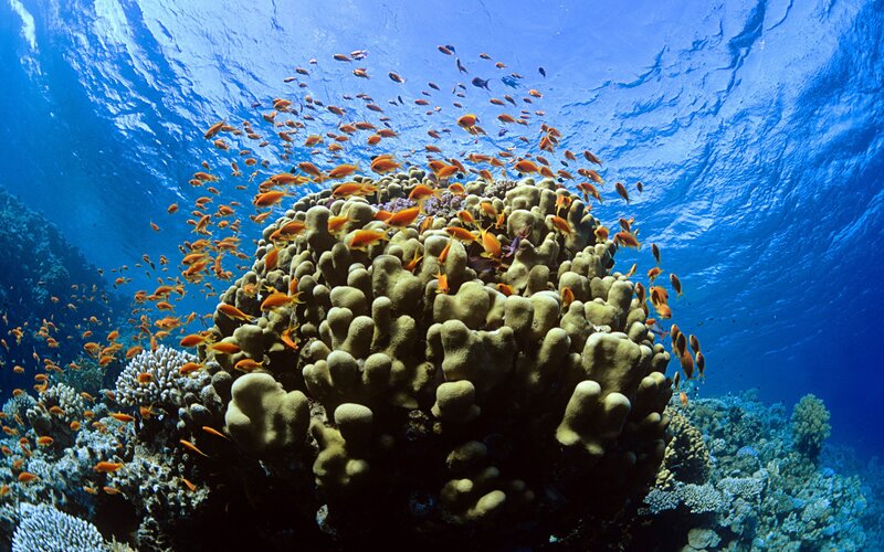 Coral reef with fish school