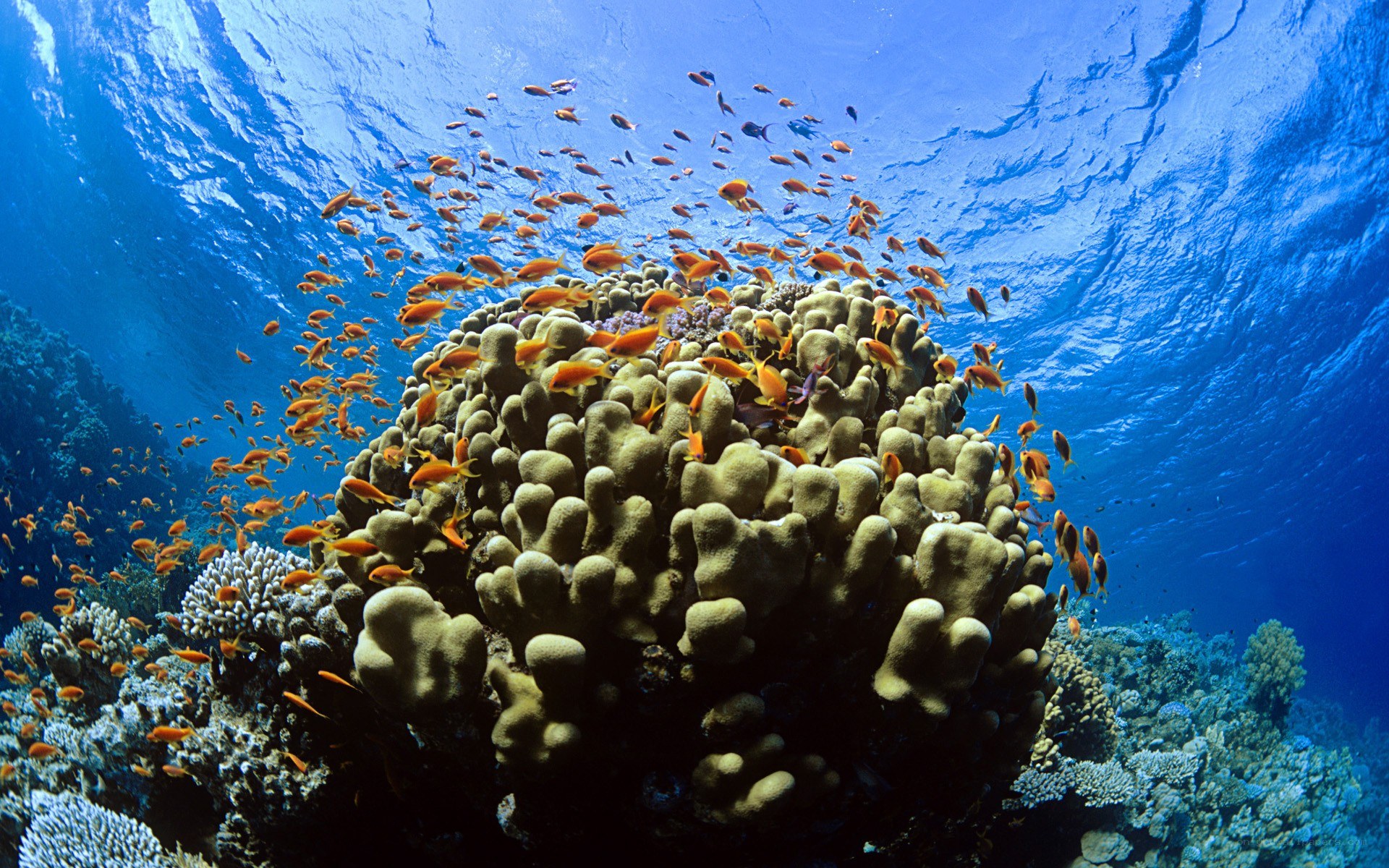 Coral reef with fish school