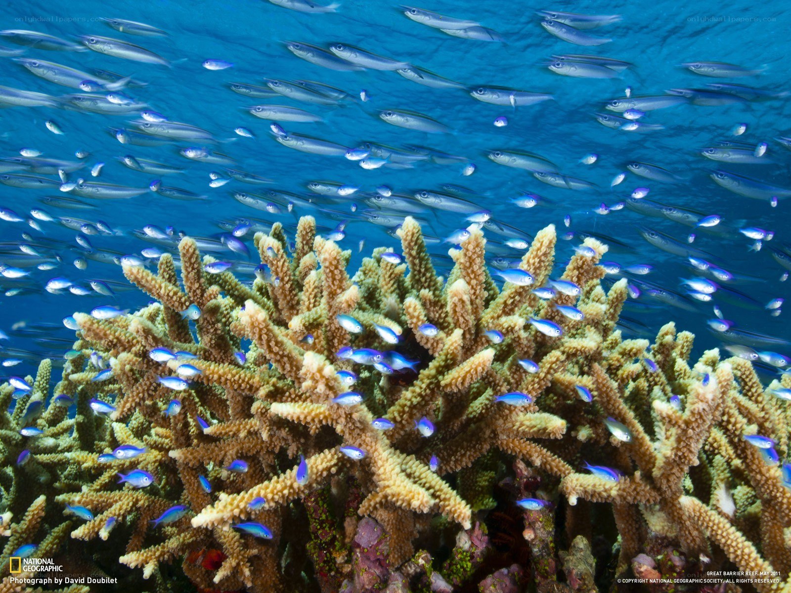 Coral reef with fish school