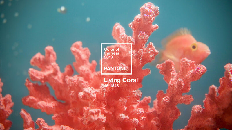 Coral Reef with Fish — Serene