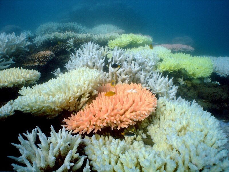 Coral Reef with Fish — White