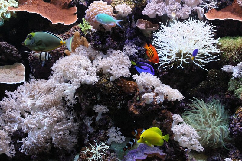 Coral Reef with Fish — White, Vibrant, Photograph