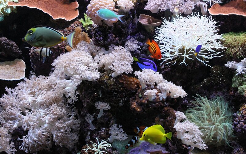 Coral Reef with Fish — White, Vibrant