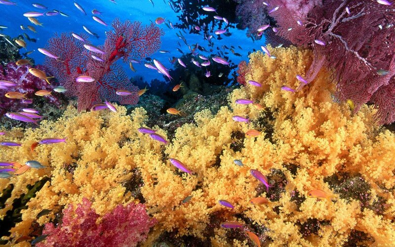 Coral Reef with Fish — Yellow, Ocean