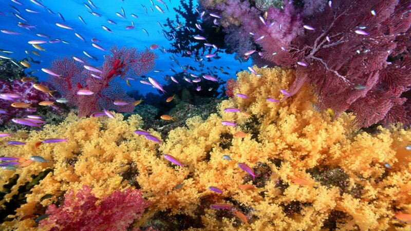Coral Reef with Fish — Yellow, Vibrant, Photograph, Ocean, Purple