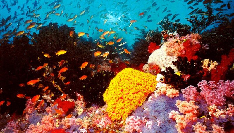 Coral Reef with Fish — Yellow, Vibrant, Photograph, Sponges