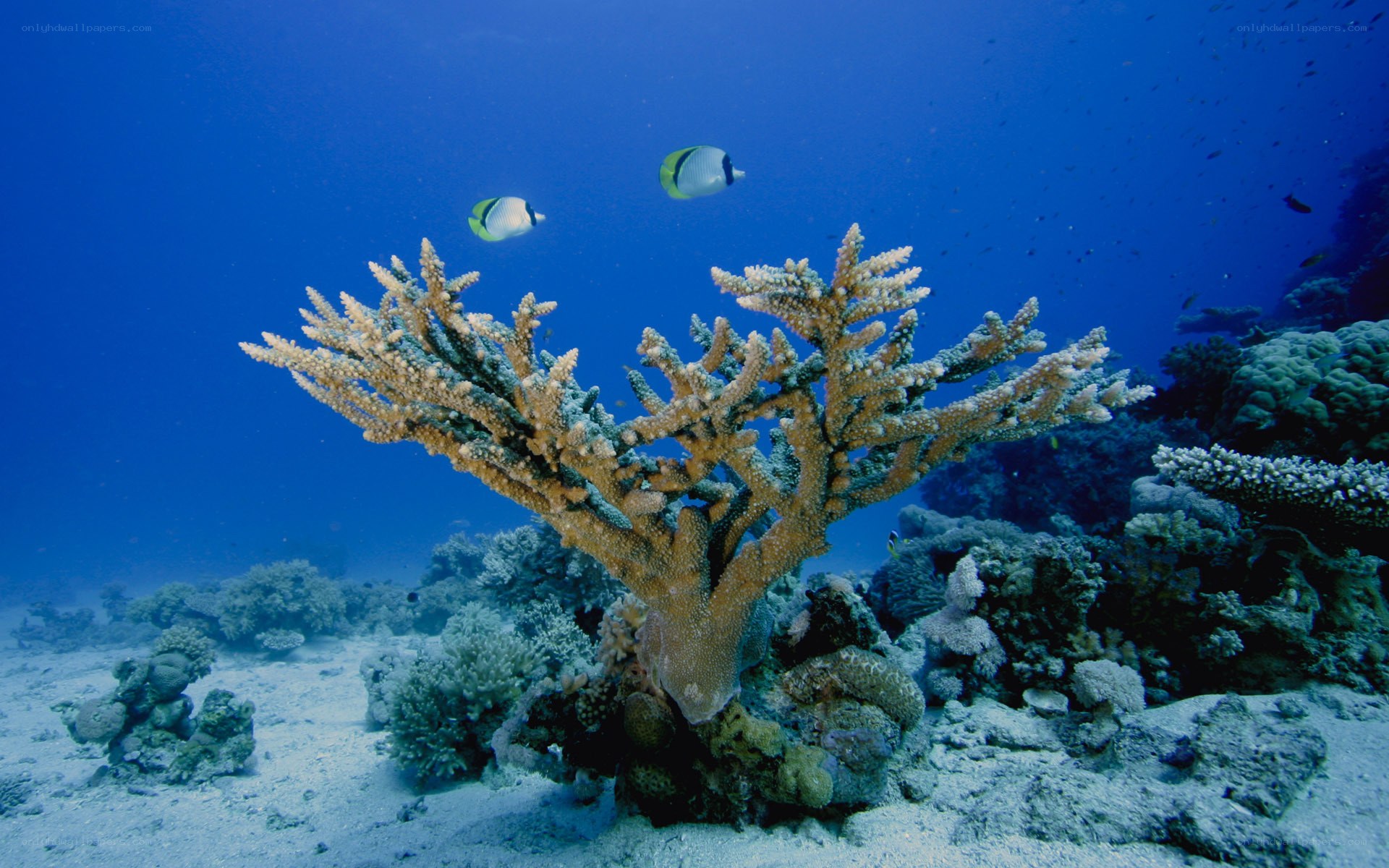 Coral reef with fish
