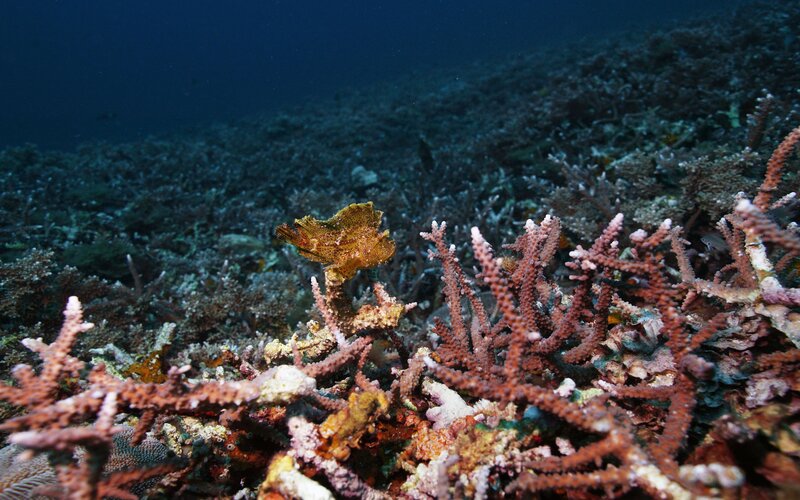 Coral reef with frogfish