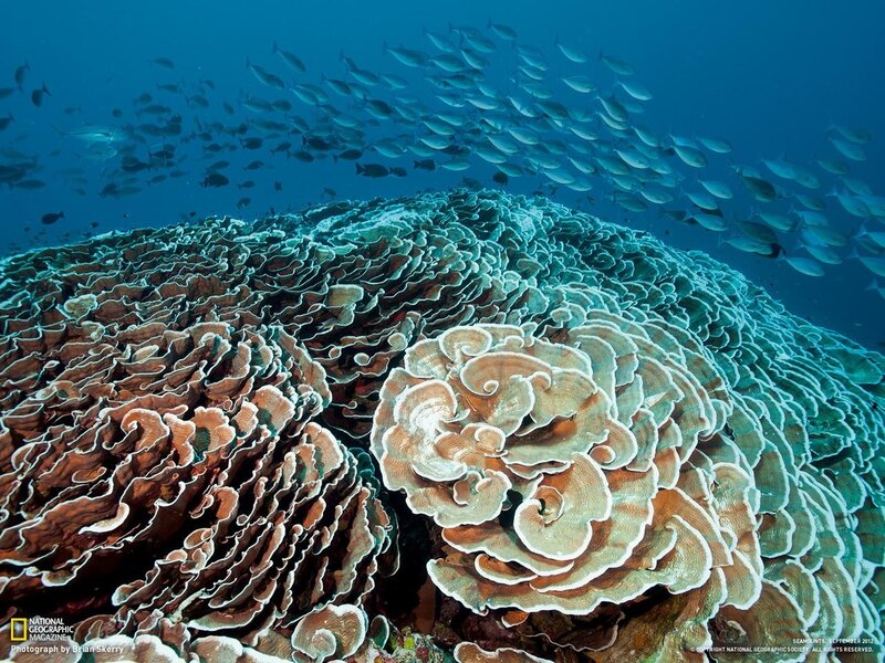 Coral reef with school of fish
