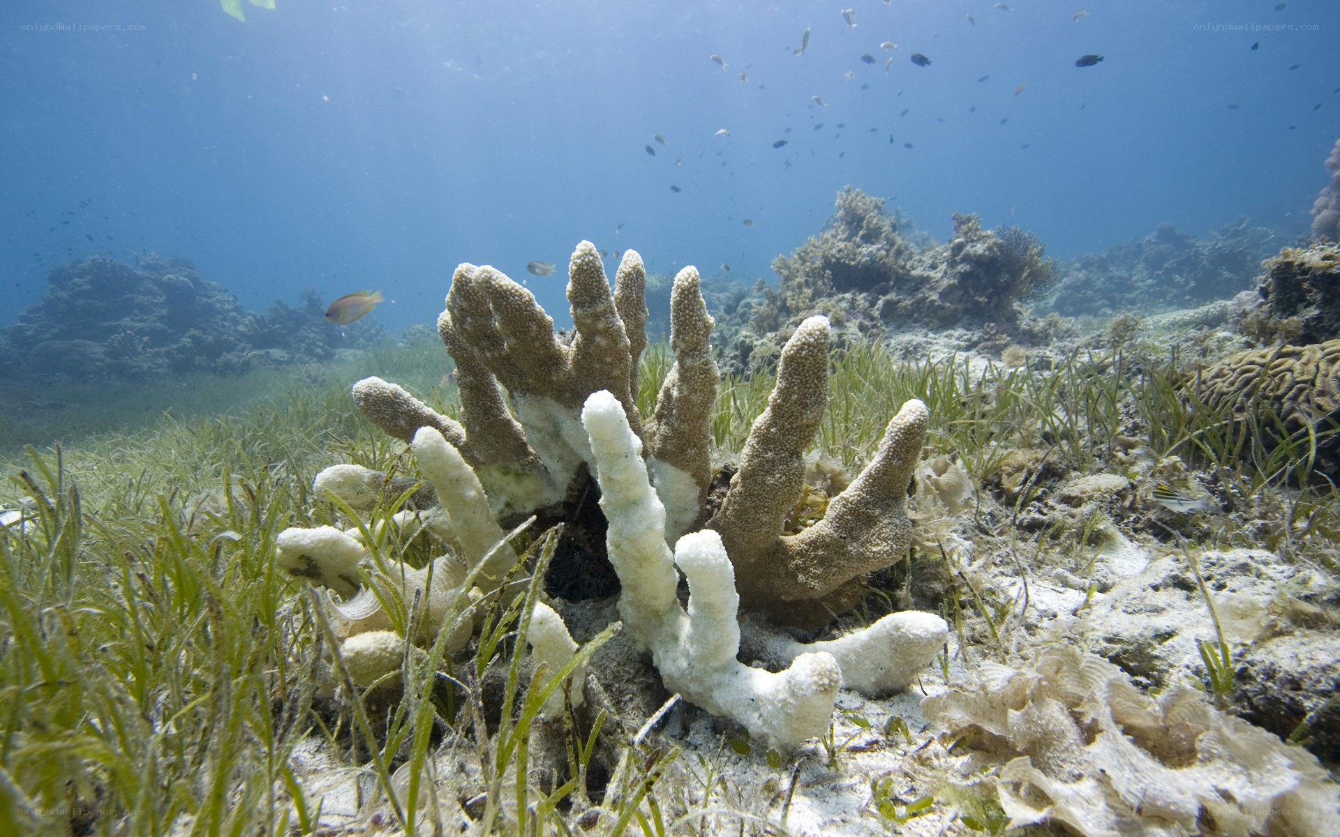 coral reef with sea grass