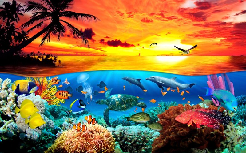 Coral Reef with Sea Life