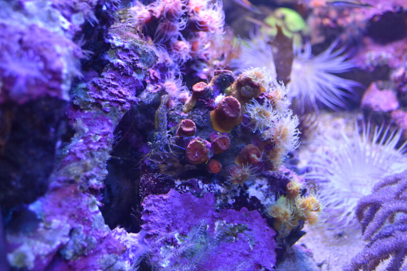 Coral Reef with Shrimp
