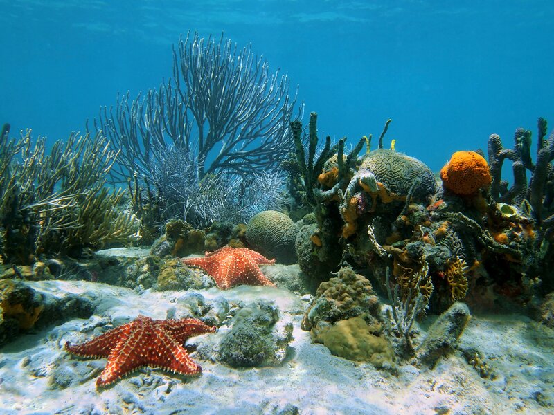 Coral Reef with Starfish