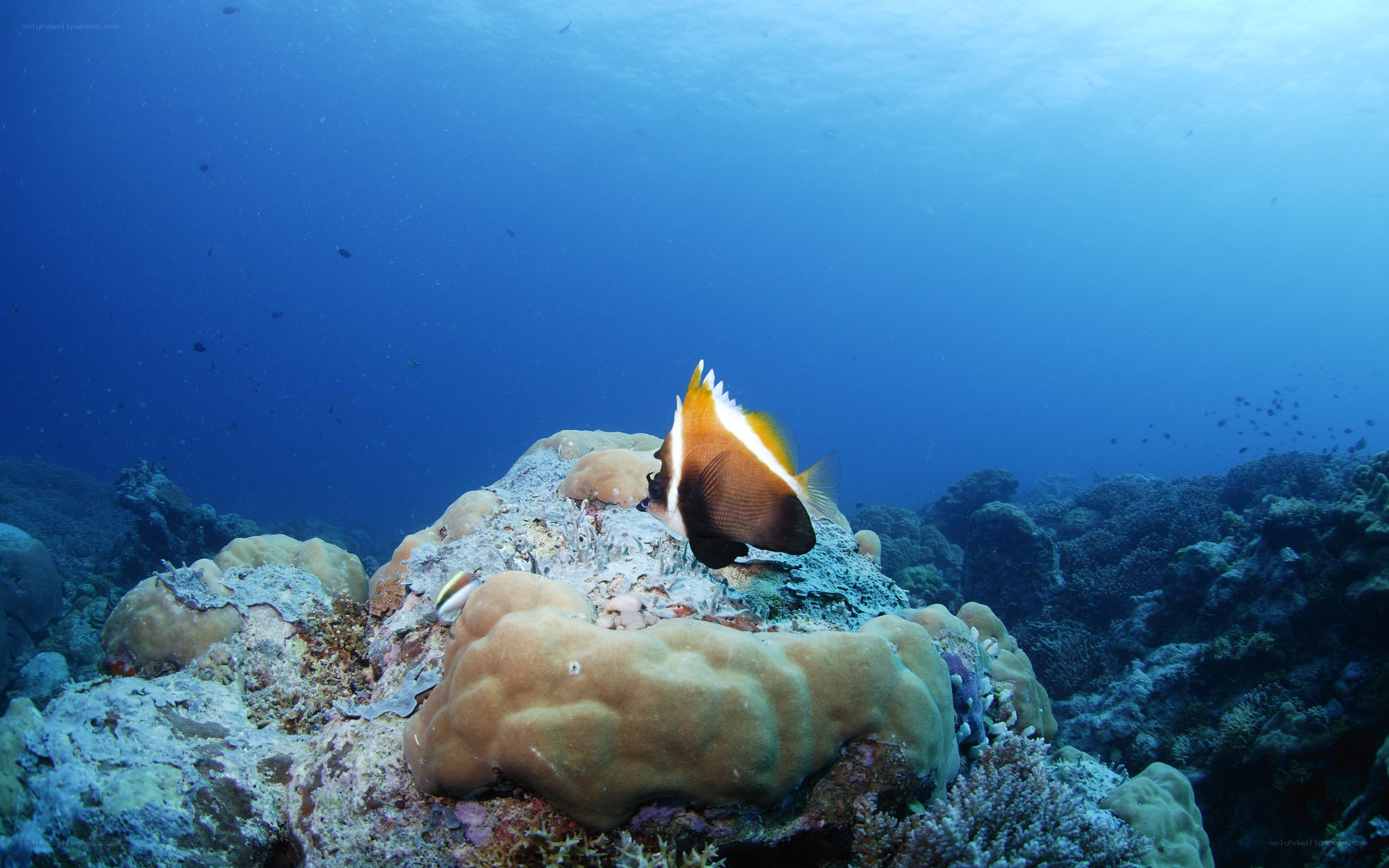 Coral reef with tropical fish