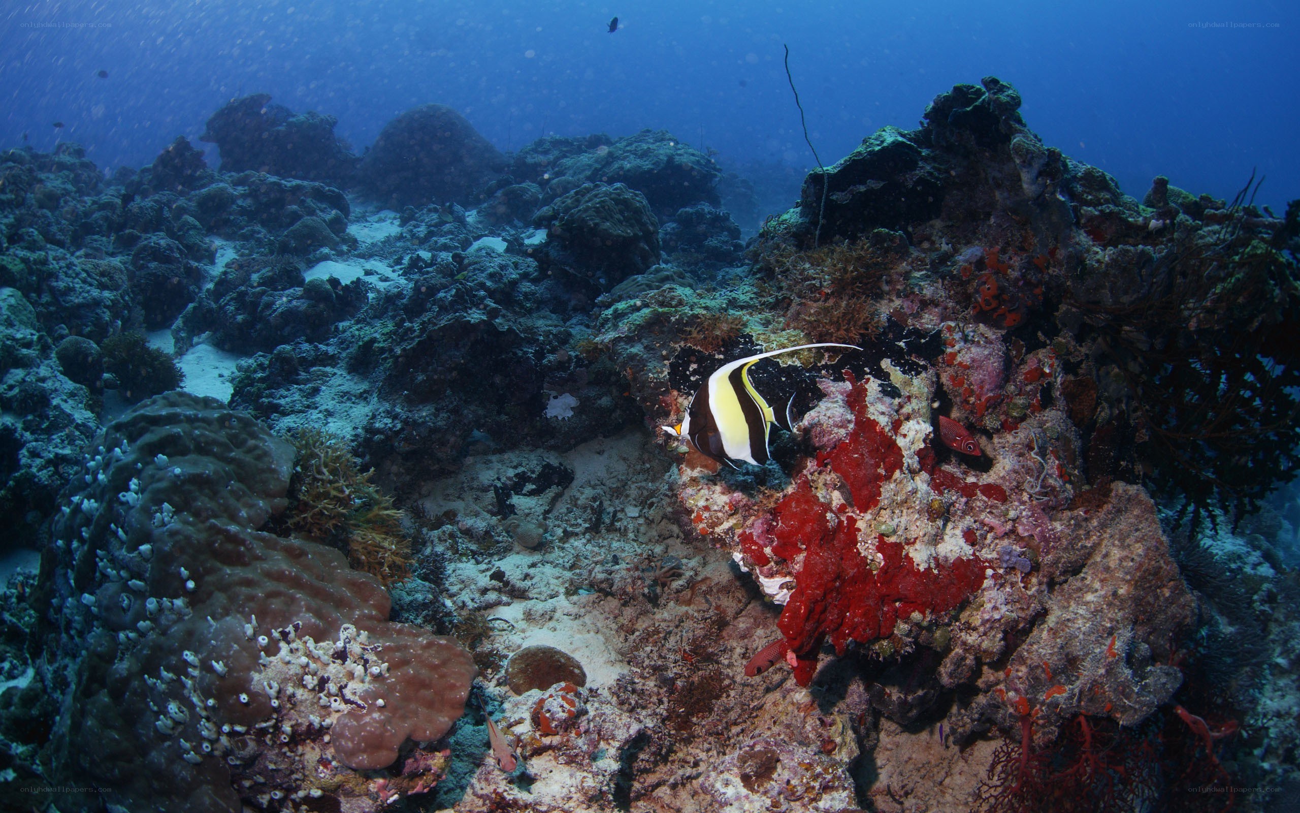 Coral reef with tropical fish