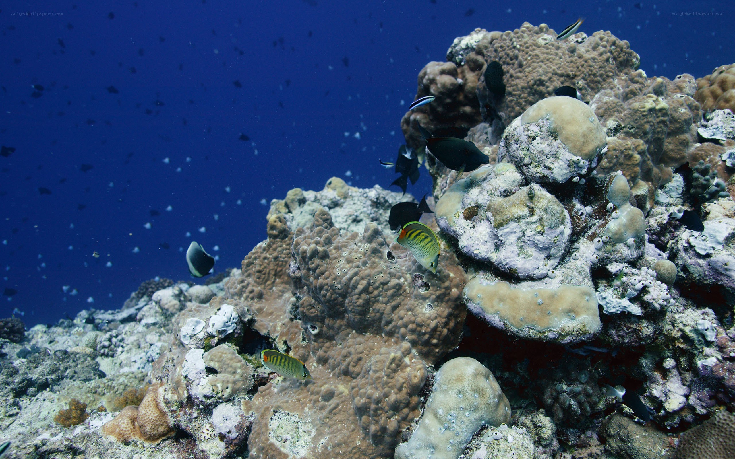 Coral reef with tropical fish