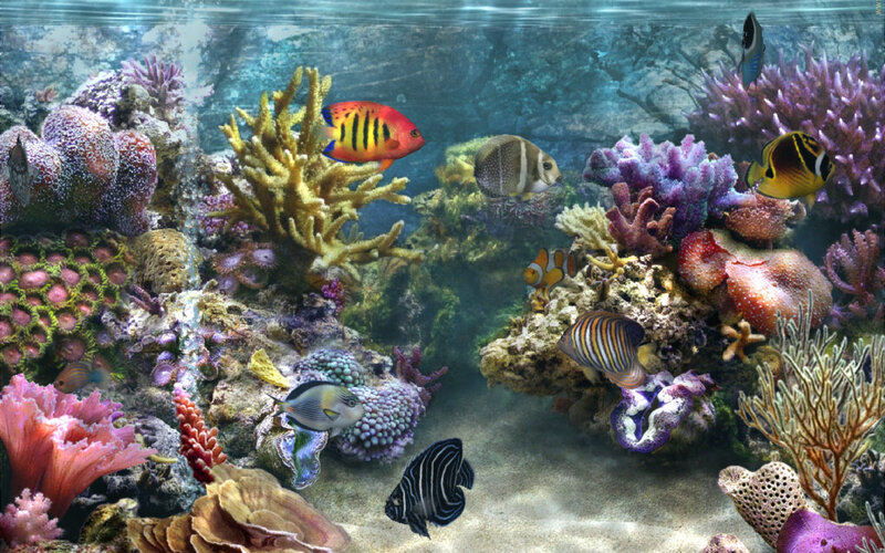 Coral Reef with Tropical Fish — Blue