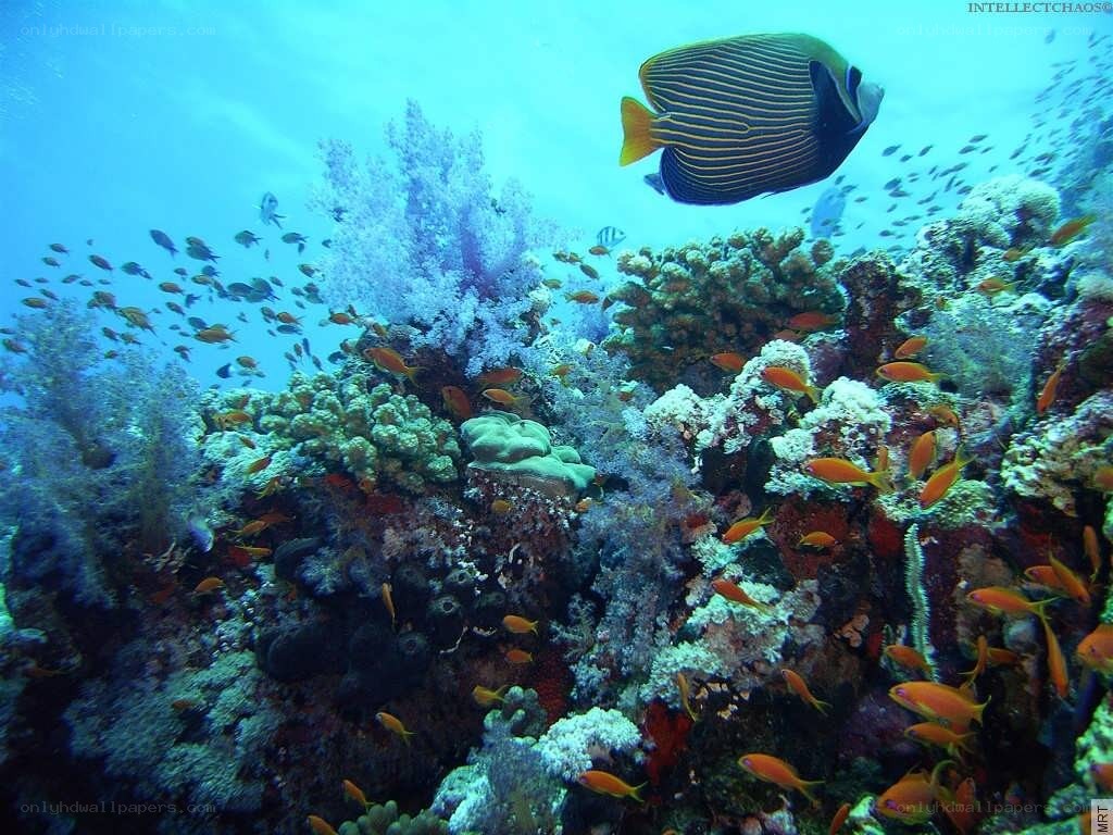 Coral reef with tropical fish