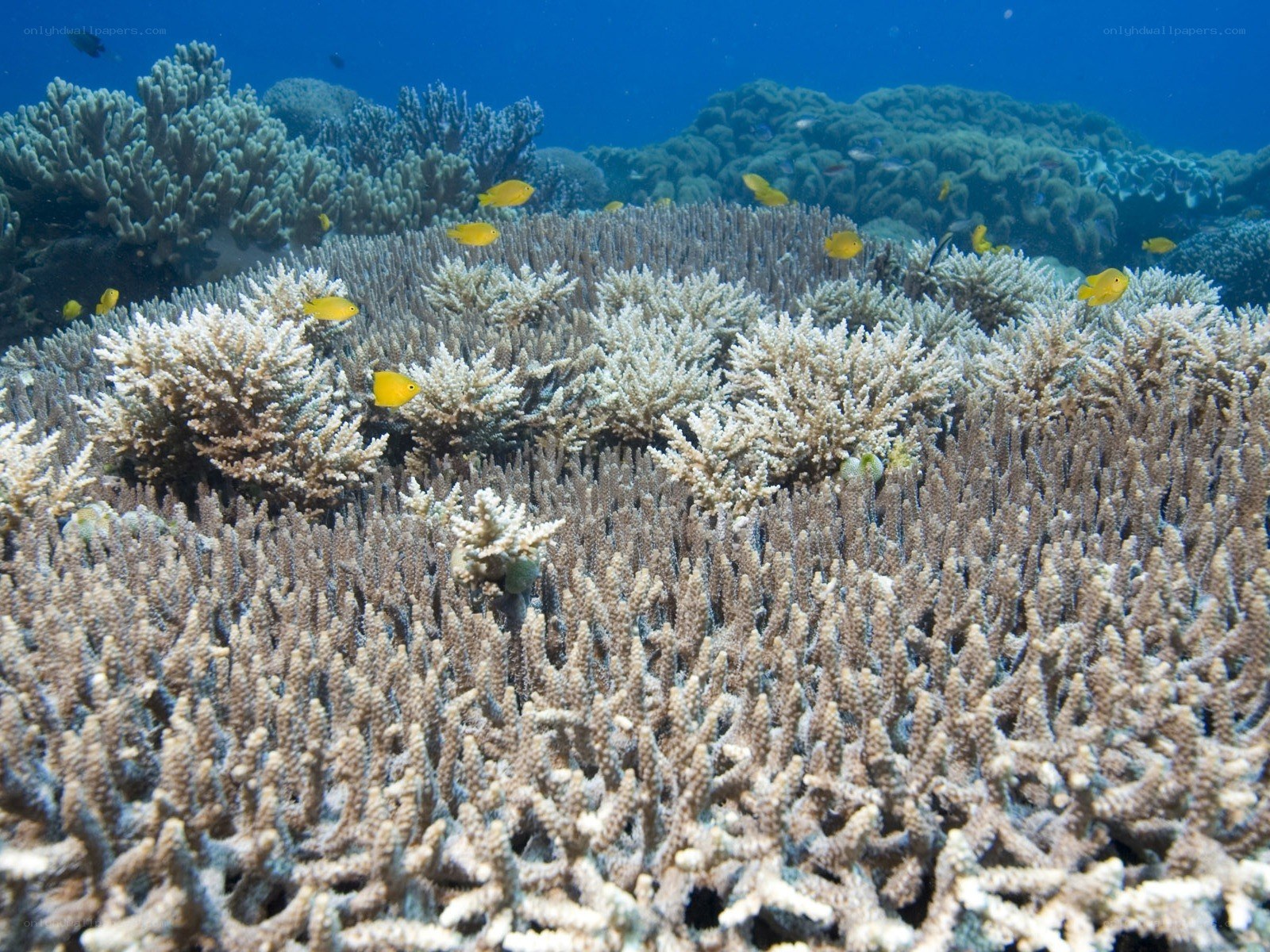 Coral reef with yellow fish