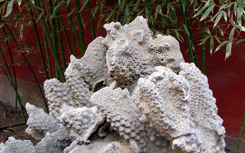 Coral Rock Formation